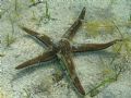 Astropecten bispinosus